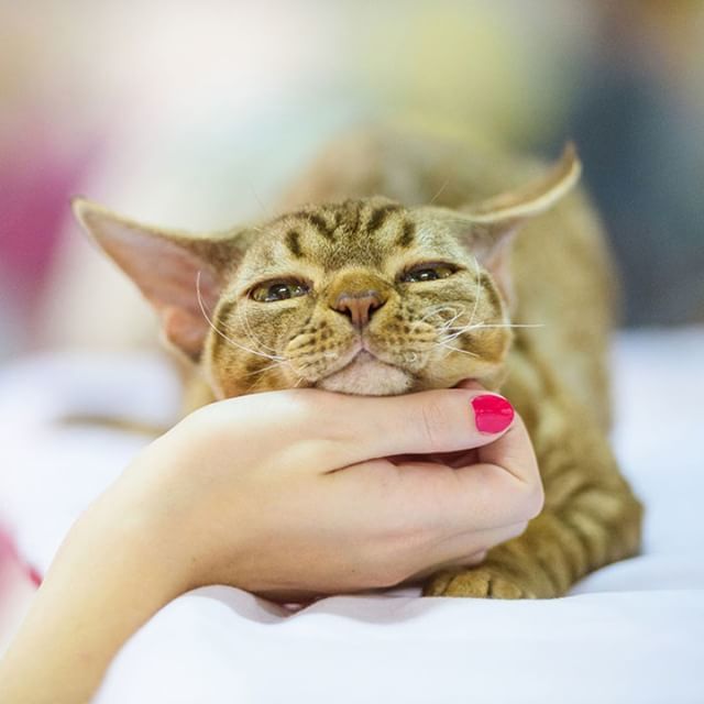 YourCatmagazine's tweet photo. Allow us to introduce the court jesters of the cat world - you can't help but chuckle at the devilishly cheeky Devon Rex! 😻 #devonrex #devon #catbreeds #pedigree #cheeky #devil #devonrexofinstagram #devonrexstagram #cat #cats #beautiful #catsofinstag… https://t.co/bGNio0VHJG https://t.co/bLsKu17Cki