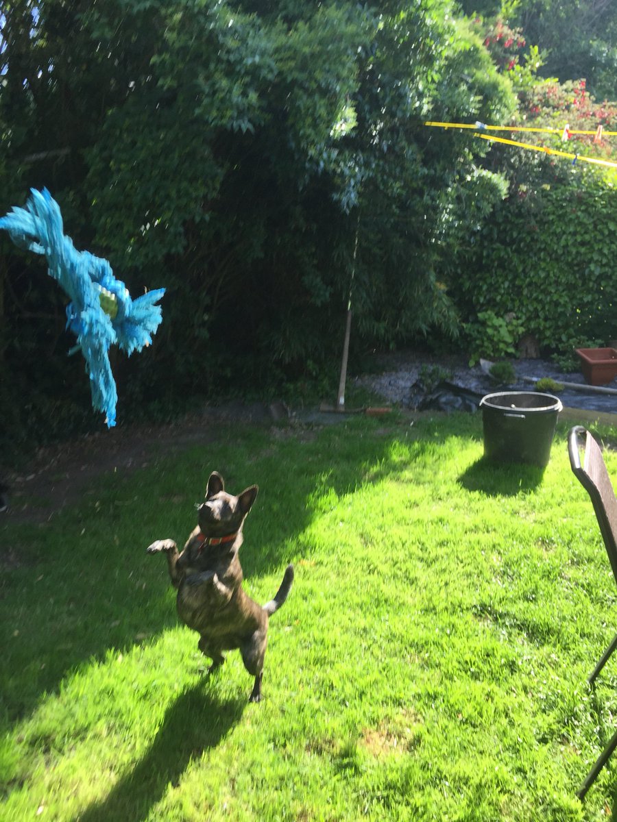 Dog minding and grooming services based in a friendly house just outside Cork city. Check out my <a href="/HouseMyDog/">HouseMyDog</a> profile in bio to find out more! ✌️ 🐶 follow for cute dog pics and vids 😍