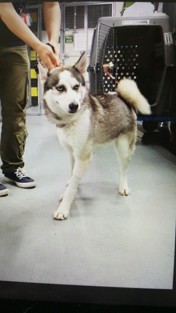 FureverNomad's tweet photo. Yaaay 2nd attempt and he made it to UK!!!! #saveluca #dog #husky #foreverhome now needed. https://t.co/9d9X34h6tE
