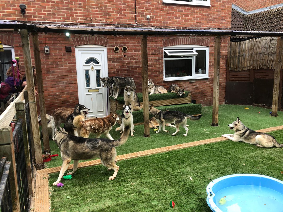 FureverNomad's tweet photo. Meeting the foster family! #saintssleddogrescue #dog #husky #saveluca #foreverhome https://t.co/rL8Vp0qUkw