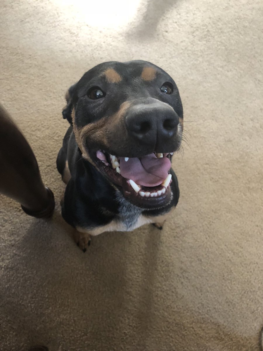 Larry_Stetz's tweet photo. This is about the best picture I’ve ever taken of one of my dogs. Stark has a big smile for dad today! 😍#rescuedog #AdoptDontShop #thestetzpack #dobermanmix https://t.co/o7nE2fWFt3