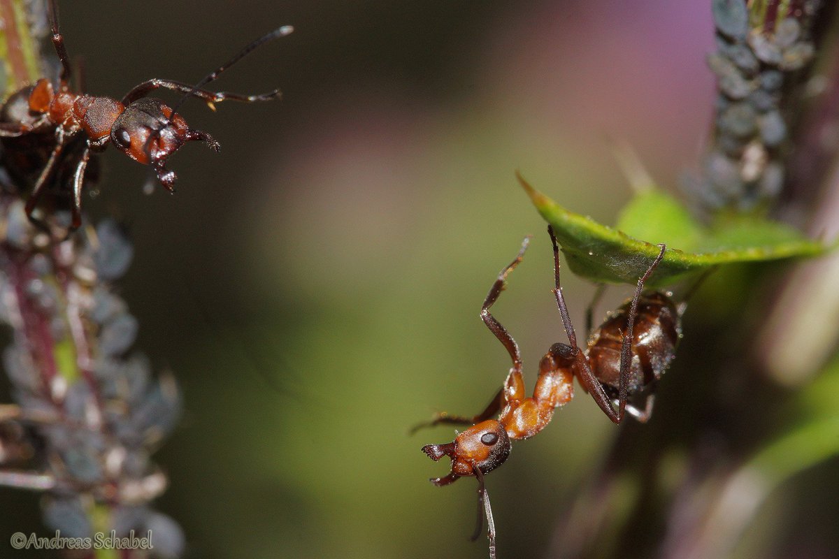 Andreas__2025's tweet photo. Just came home from a walk with our dog. I took a few pictures on the way ๐
A few #ants have been looking for there #aphids,
a #stonfly took a rest on a leaf
and a #bumblebee on a plant ๐๐บ
#macro #macrophotography #photography #500px https://t.co/y8O3ORO89a