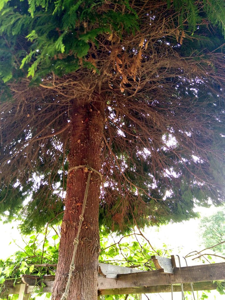 RamonRomero5's tweet image. Nobody gets up everyday motivated, but others you cannot get enough.

7K this morning and a 10K this afternoon after 'playing' with the chainsaw to build a treehouse for nenes. And yet again a new trail with amazing views, amazing #yorkshire
#ukrunchat #training4manaslu #6pmclub