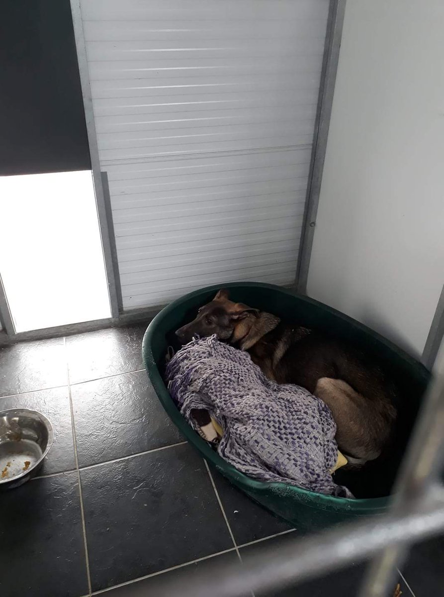 gsrescueelite's tweet photo. * Amber Update * 

This sweet girl is still struggling, our fantastic volunteers are visiting her with fresh chicken and just sitting in her kennel, she still won't interact and is petrified and shut down, time and patience and we will get there ❤🐾 https://t.co/r2EZVIKlcJ