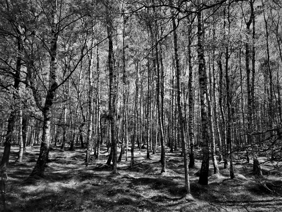 Een mooi berkenbos gespot in natuurgebied rondom Odoorn