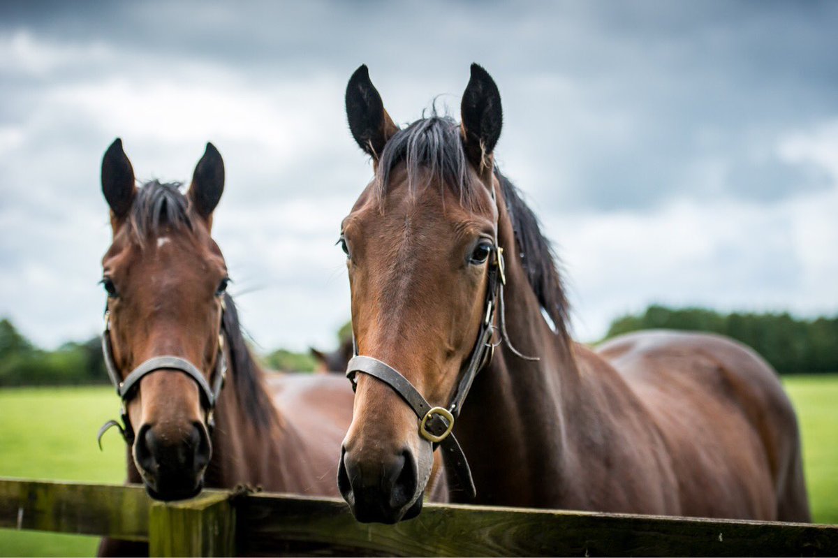 AgaKhanStuds's tweet photo. Second success in a row for Kalaxana who wins the Ulster Oaks at @Downroyal today for the Aga Khan’s silks. She is out of Kaladena, a 1/2 sister to G1 winner Kalanisi. She is pictured here as a yearling (right) with Kithara (left). #Homebred #3yoCampaign https://t.co/bqLU9eqFJ4