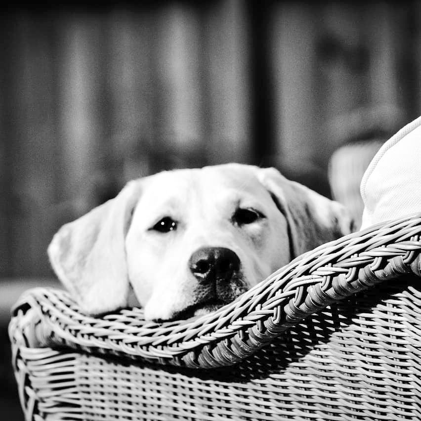 PairDropped's tweet photo. Caught her napping in the act !
Tired pup after her wanderings today
#gundogsoftwitter #labsofinsta #gundogintraining #labs #berettadogs #ownerintraining #fieldsportslife @fieldsportstv @FieldsportsMag @TheFieldmag @BASCnews @CAupdates https://t.co/kLwXSmncNS
