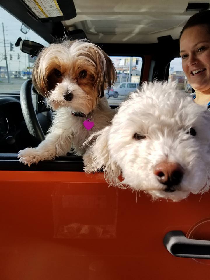 HeineBrosCoffee's tweet photo. It's a twofer at our drive through! #drivethrudogs #puppies https://t.co/0EvrLBnHKq