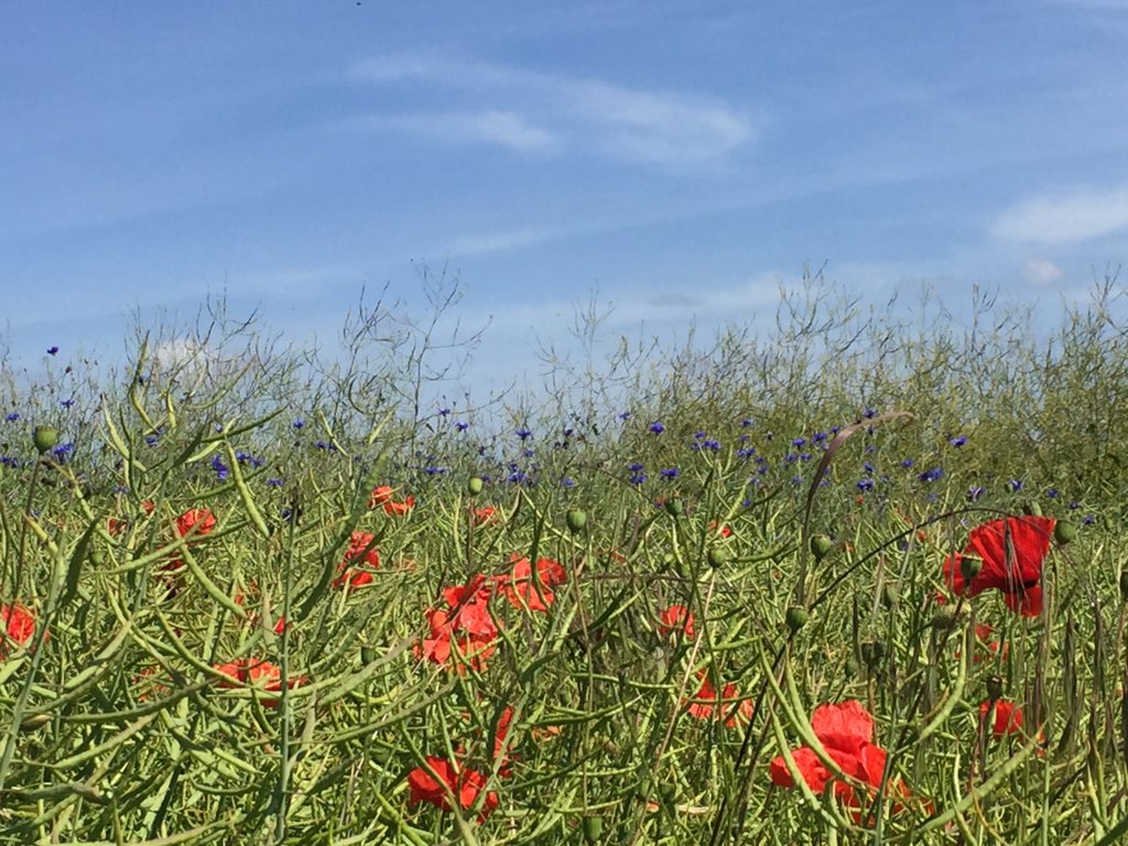 wildnessandwell's tweet photo. Day 23 #30dayswild a gorgeous day pond dipping, sea swimming, field enjoying, woods walking & outdoor eating hard to choose a photo, but went with this beautiful field #fieldlove #natureconnection #midsummer #outdoorsisbest #wildnessandwellness @devonwildlifetrust @fscslaptonley https://t.co/8N1YjuNWcz