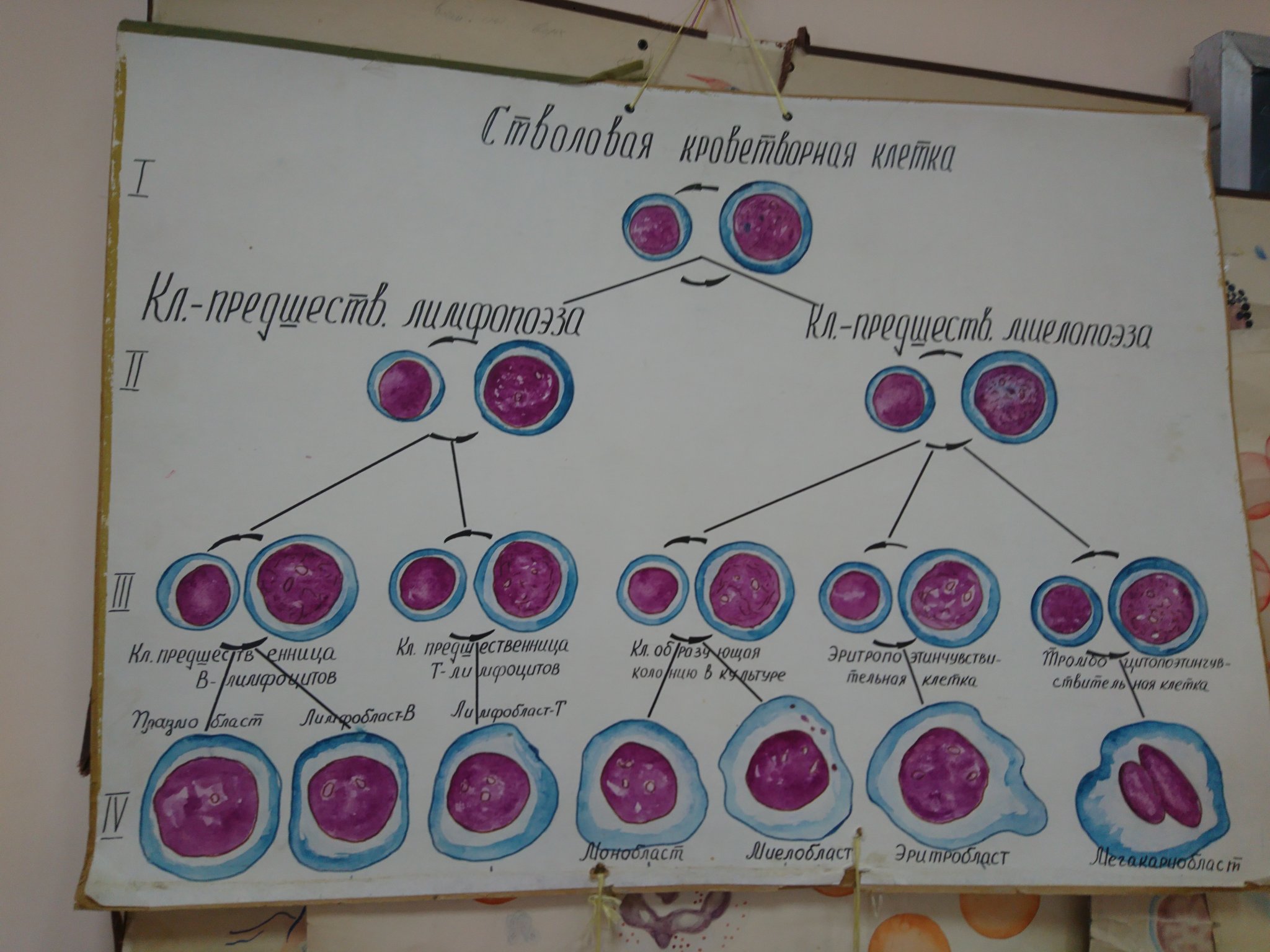 Гематология схема. Гемопоэз схема кроветворения. Современная схема кроветворения эритропоэз. Эритропоэз схема кроветворения. Схема гемопоэза иммунология.