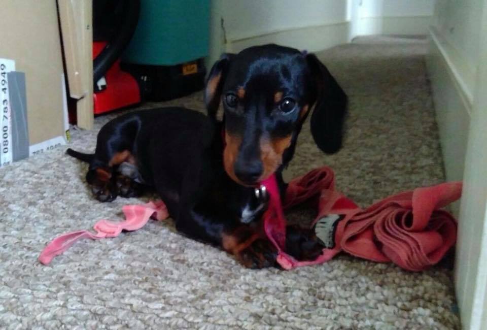 millypod1's tweet photo. 🆘CLINT #Lost #ScanMe #SausageArmy 
YOUNG Black &amp; Tan MIN Dachshund Male
Ditchling Beacon Woods nr High Park Farm just north #Brighton #BN1
LOCAL HELP NEEDED TO SEARCH.😢

#BN6 #BN7 #BN45
https://t.co/2ubasCZMBA … https://t.co/h2XrOIO3y0