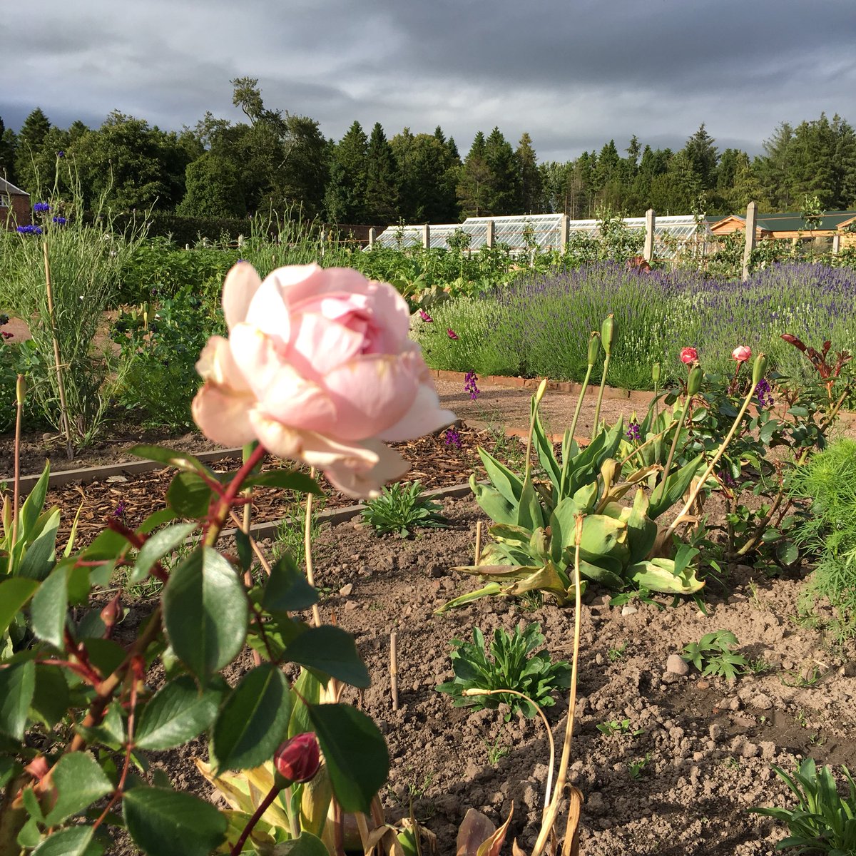 First rose of the new plants in the cutflower beds #fragrance #embracingtheseasons