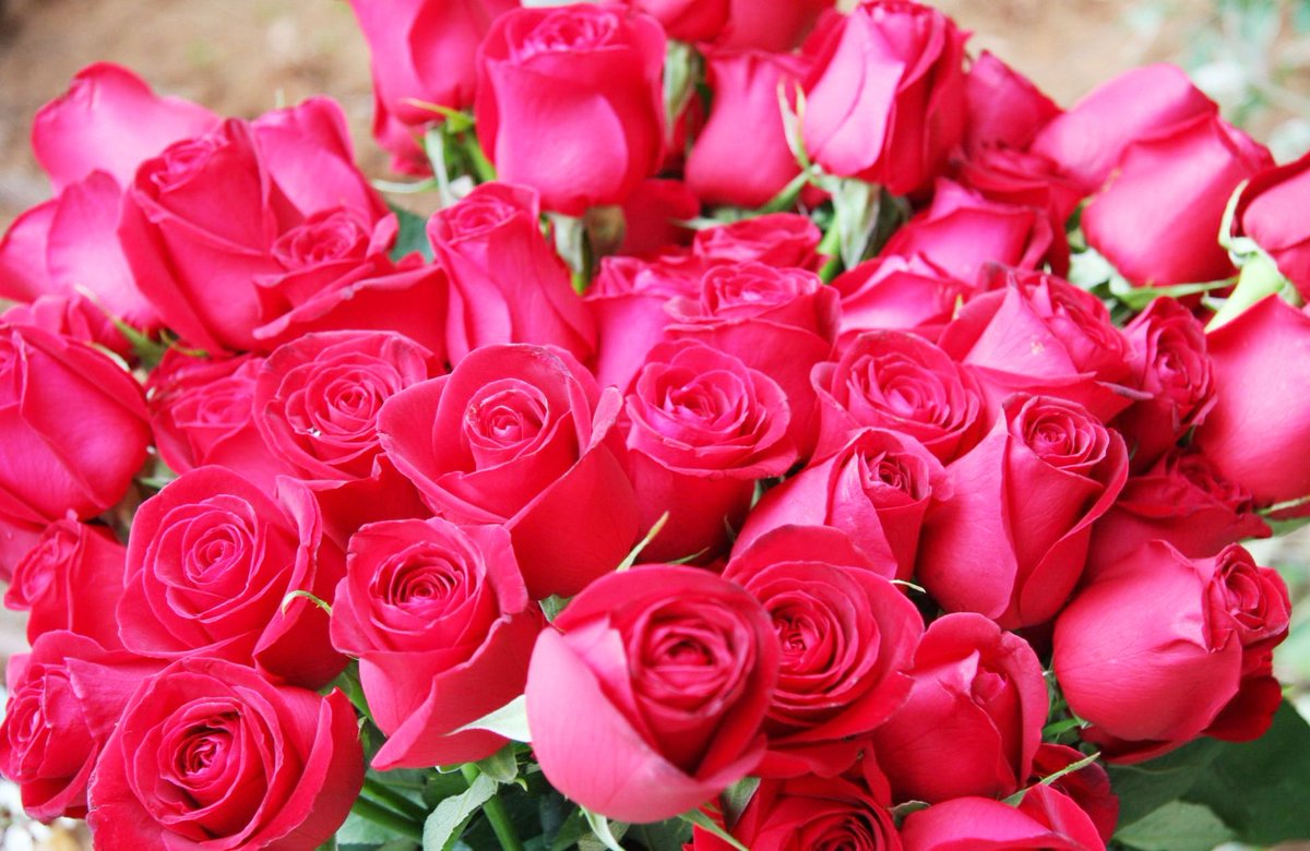 Видео красивых роз. Красивый букет роз. Шикарный букет роз. Красивые букеты с днём рождения.