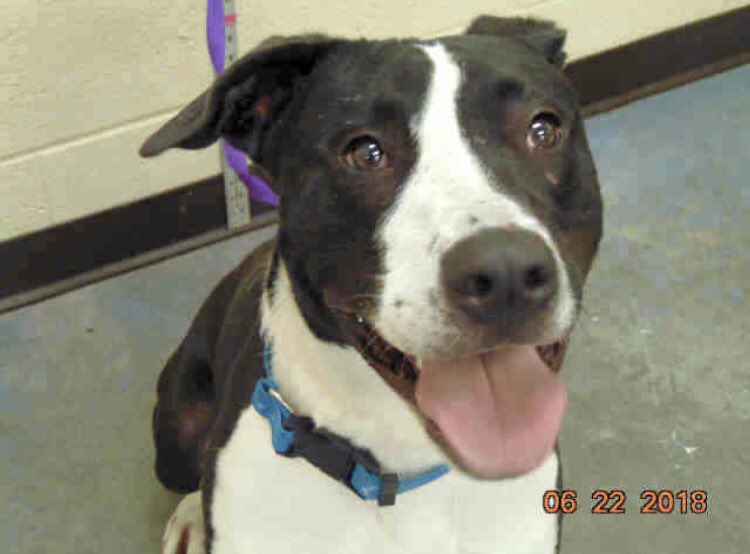 reddogsusie's tweet photo. #TN #MEMPHIS
🆘🆘CRITICAL Louie 2yo boy Owner Surrendered Adopted as a puppy from MAS, dumped because owner no longer wants a dog😡wondering where his family has gone💔Needs a hero &amp; home now! Pls #ADOPT #PLEDGE #RESCUE #FOSTER #A293294
https://t.co/xe4TS5IKzx https://t.co/PFzRJRngvR