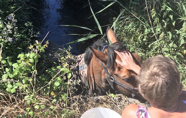 horseandhound's tweet image. Firefighters rescue horse found neck-deep in ditch dlvr.it/QZ51sc