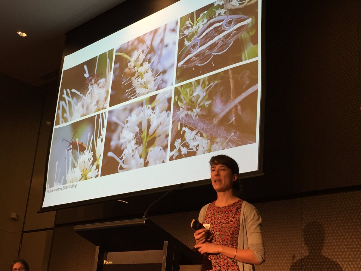 rominatwi's tweet photo. ⁦@LisaEvansNZ⁩ tells us stingless bees contacted the greatest number of ⁦@AusMacadamias⁩ pollen than other pollinators #ausmacadamias #ANBC2018 https://t.co/qUkSN47Uql