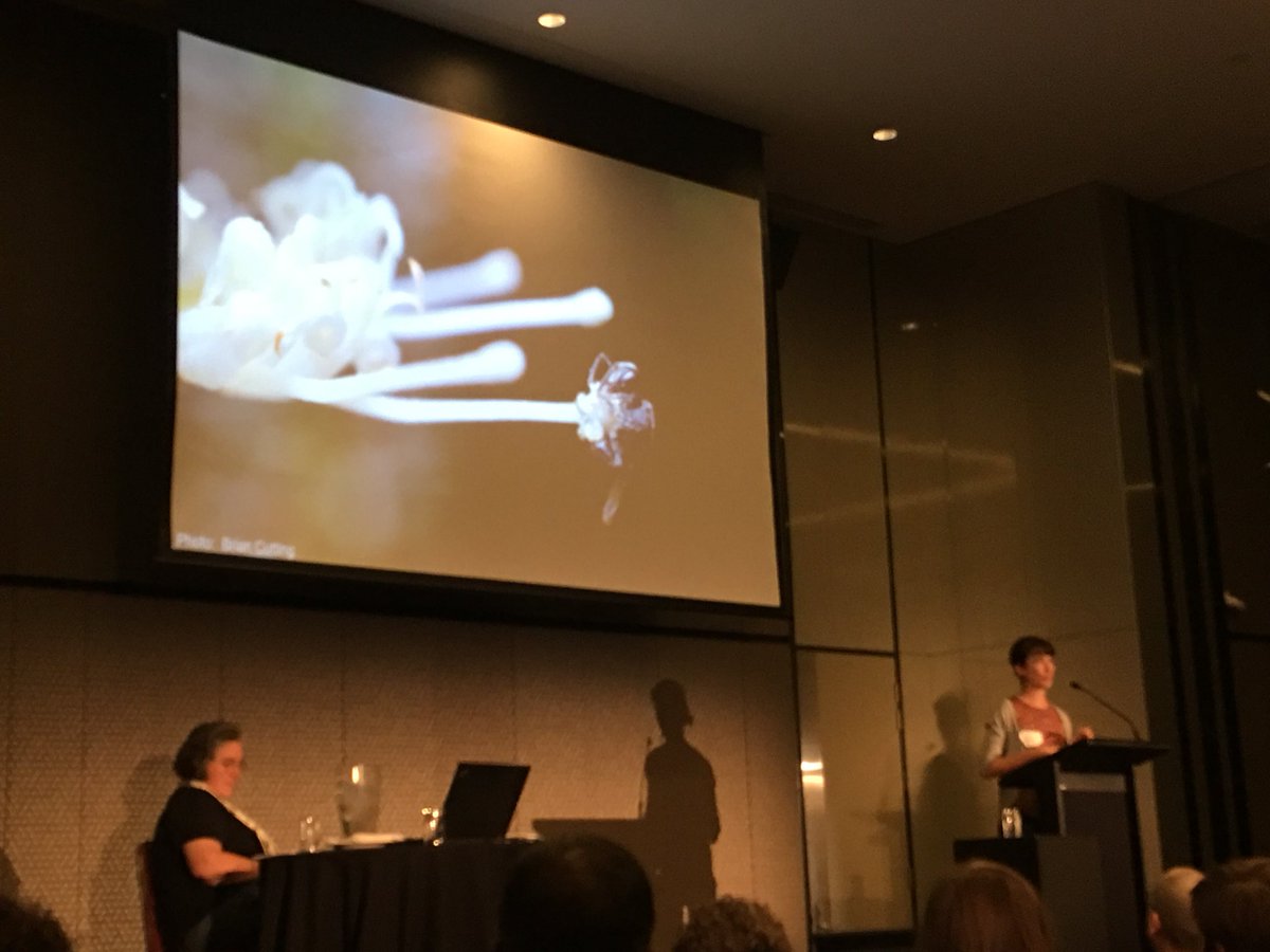 ElisabethFung84's tweet photo. Lisa Evans showed that the distance of stingless bees predict the number of bees on macadamia flowers #ANBC2018 https://t.co/upUxnyApFI