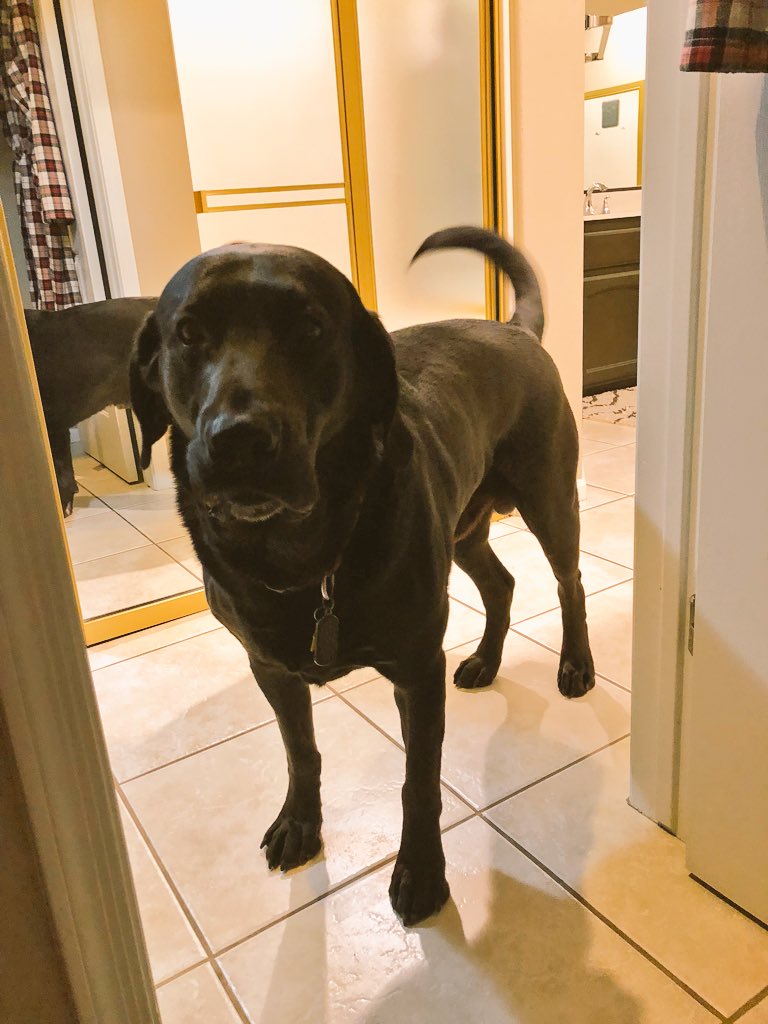 People in Arizona my dog Crash  a big black lab pictured below is missing!!!! he is chipped has shots and everything please help me find him!!!!!