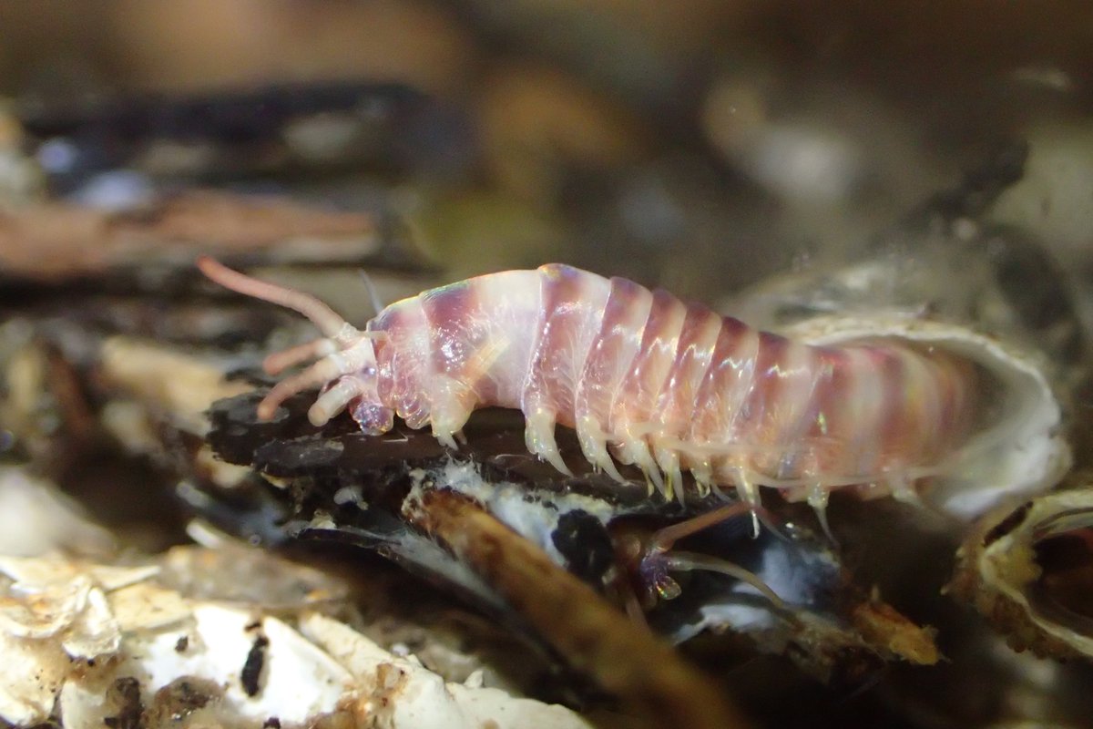 Case-bearing polychaeta Anchinothria sp. found on Kumanonada-sea, depth of the 300m #PolychaeteDay