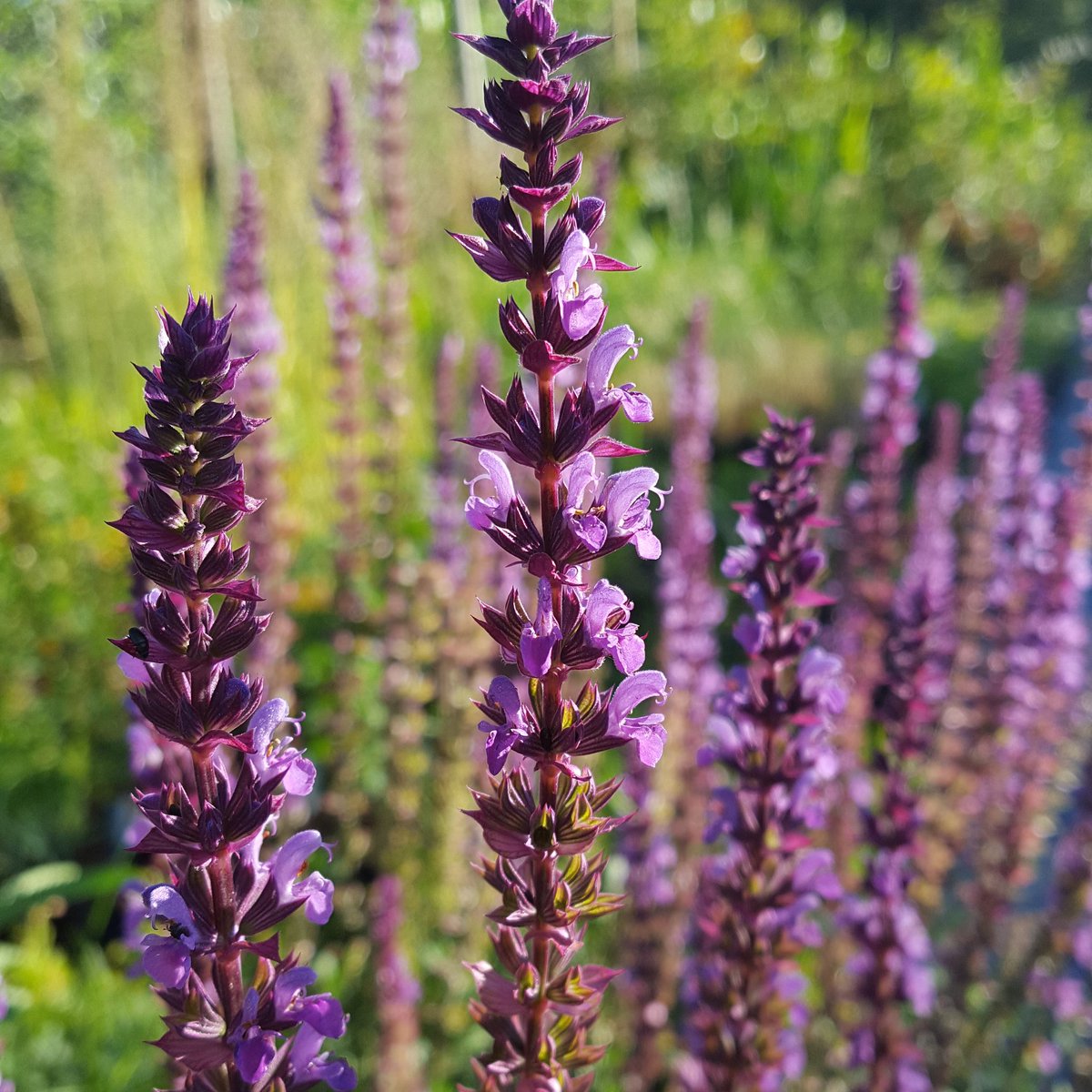 PlantPref's tweet photo. Salvia nemorosa 'Amethyst' is another relatively ordinary plant that's really earns its keep. #salvia #salviaamethyst #salvianemorosa #summerflowers #pinkflowers #mauveflowers #purpleflowers #sunnyborder #hardyplants #easy #easyplants https://t.co/dq3Nu0gj3R