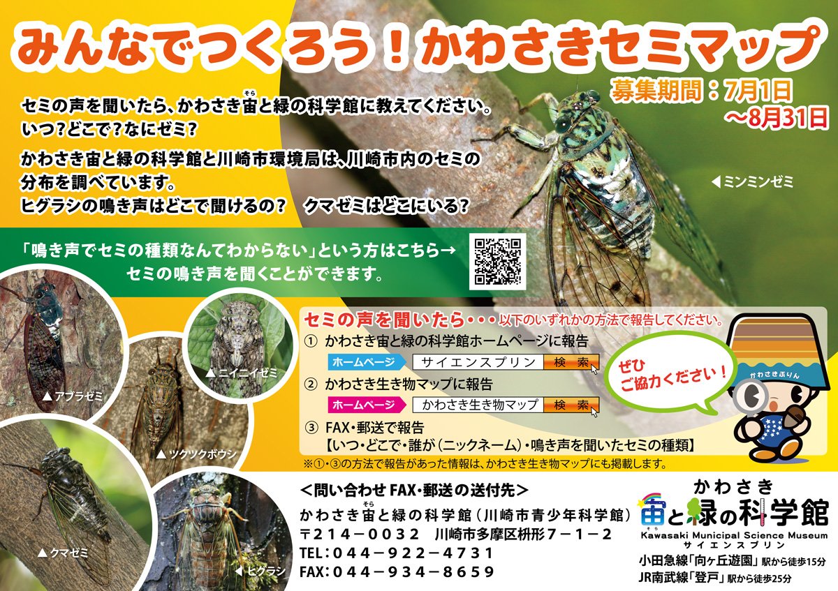 最速 セミ 鳴き声