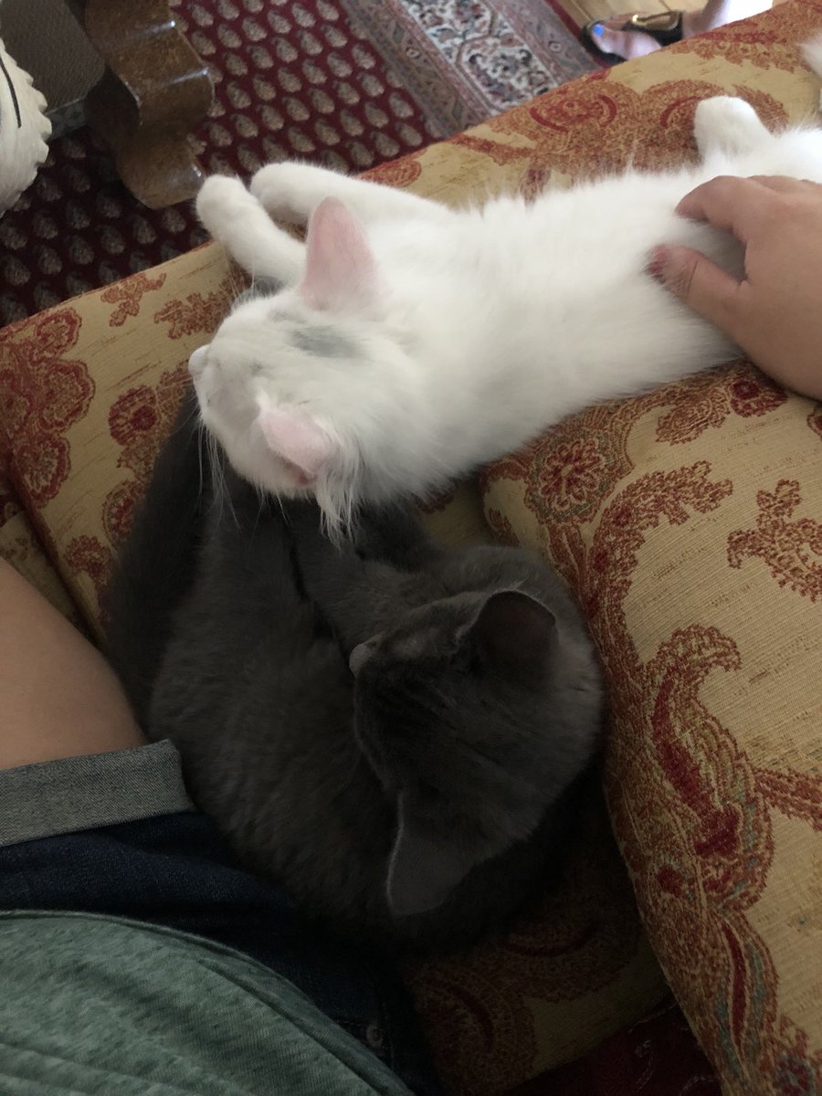 AlohaMJ's tweet image. For the first time in a year, my heart is full again. #kittens #caturday #catstagram #meow #cats