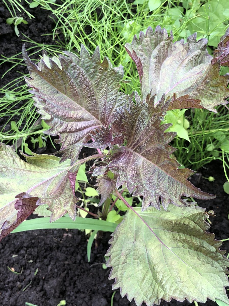 ０円農業 على تويتر 赤紫蘇と青紫蘇が交雑した紫蘇 ワインでいうとロゼのような中間種 薬効の高い赤紫蘇と栄養価の高い青紫蘇の良いとこ取りをしよう 紫蘇 交雑 毎年勝手に生えてくる 0円農業