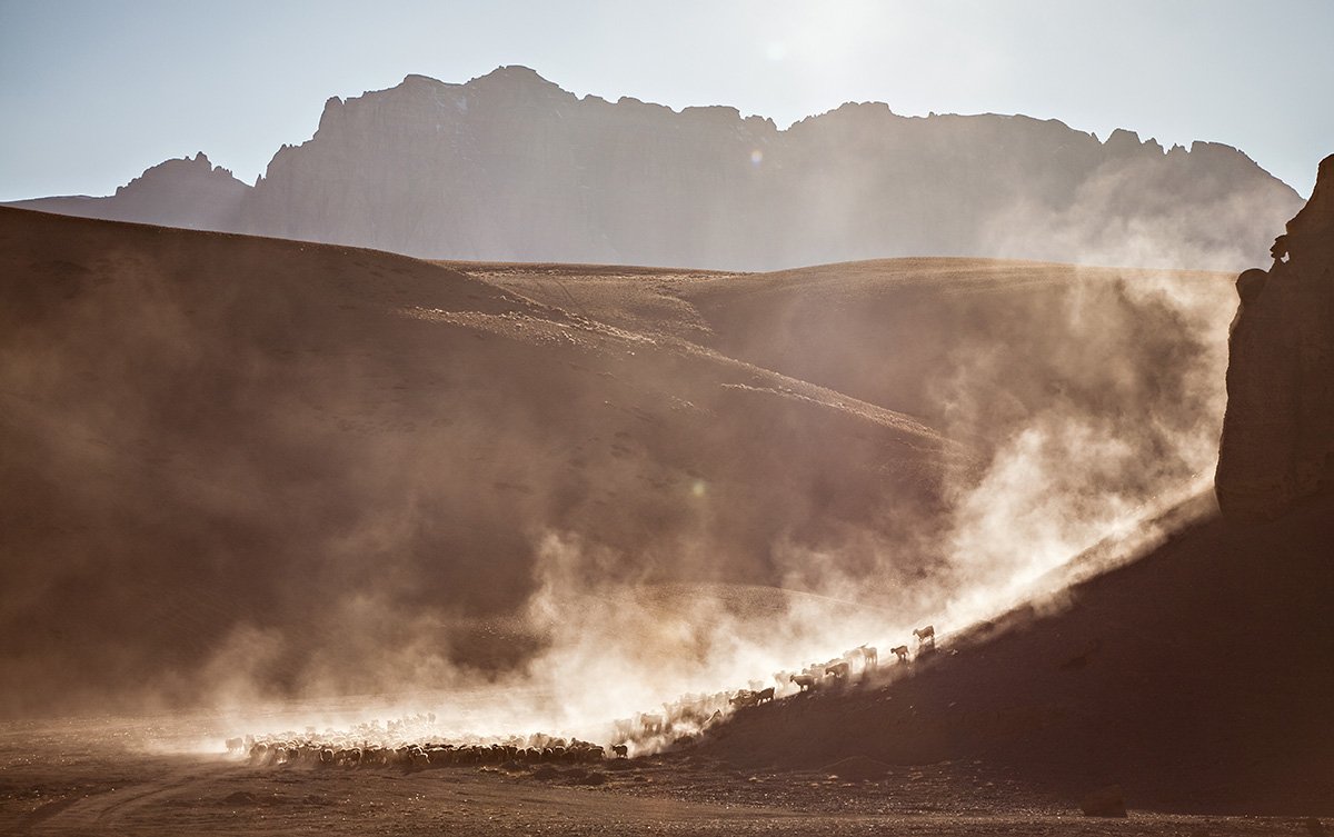 Sheep descend from the mountains and make their way home as the sun moves towards the horizon, in the highlands of Ladakh. 

A photograph made during our 'Ladakh: Life of Changpa Nomads Photography Tour' (see darter.in/photography-to…). More words at instagram.com/arunchs