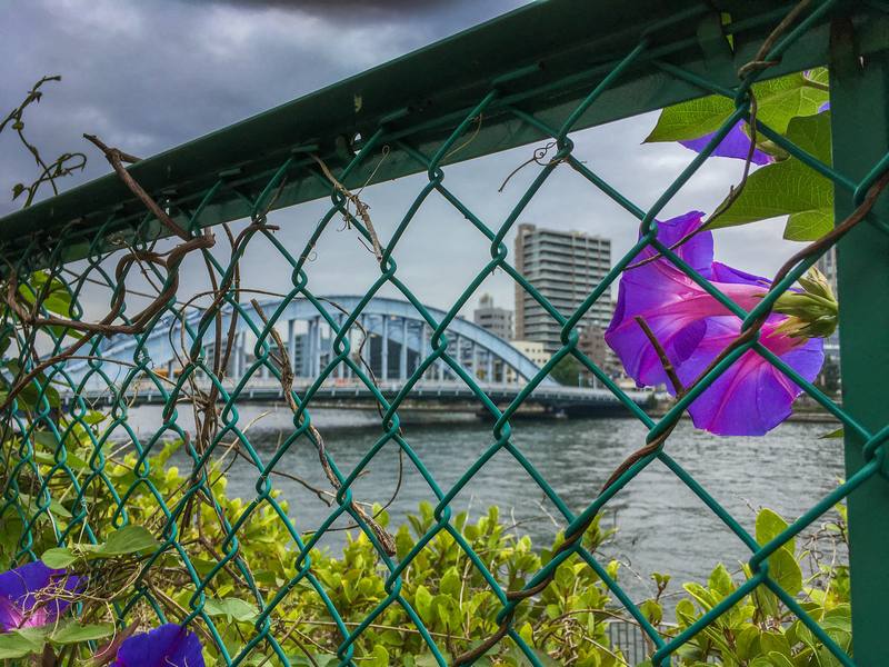 unknownself_'s tweet image. 朝顔と隅田川。Brilliant colours of morning glory with monotone-like background of Sumida River and Eitaibashi, Tokyo. #永代橋 #隅田川テラス #新川公園 #朝顔 #iPhoneSE