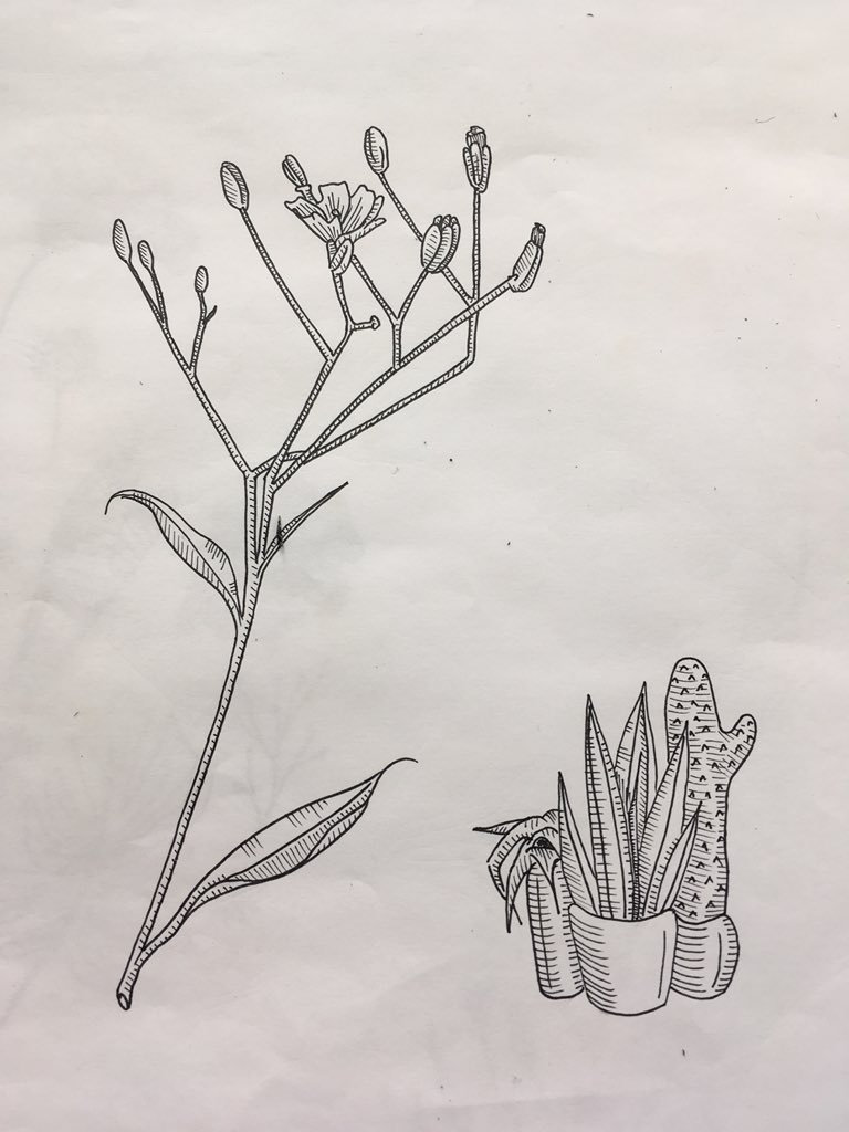 abbierosie's tweet photo. I need some help getting my artwork out there, Twitter I’m putting my faith in you! I’m currently designing tattoos and as somebody who isn’t a tattoo artist, it’s difficult to get work. Please RT this and help a gal out! Designing in this style at a reasonable price 🌻🧡 https://t.co/5ek3k1tzJM