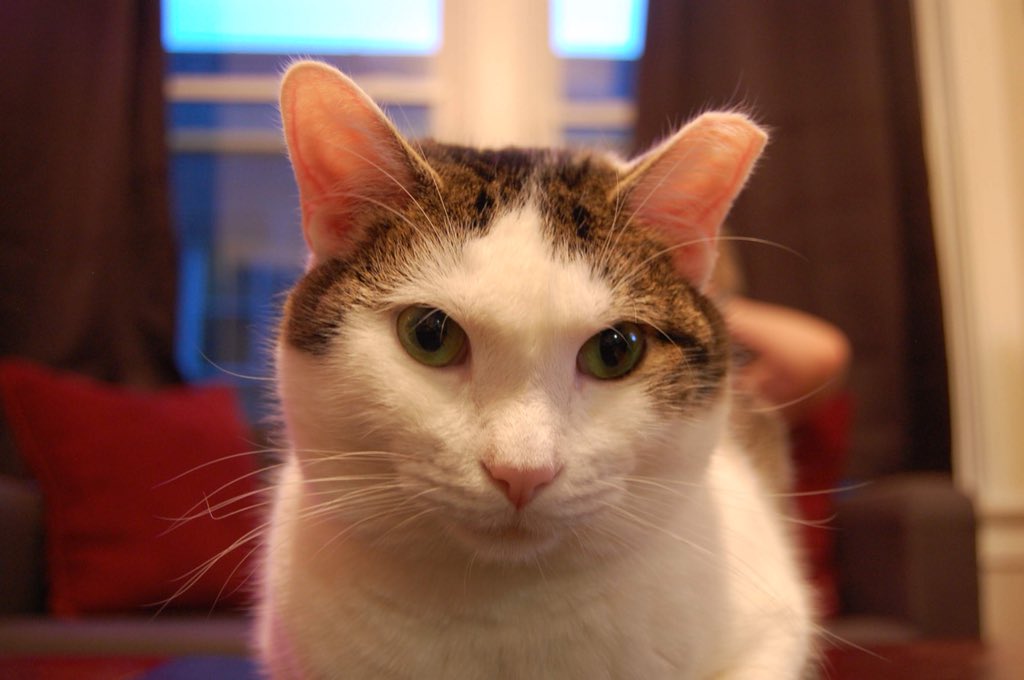 SarahJeannine's tweet photo. What a terrible week.. Tuesday we found out Forrest was terminally ill and by Thursday he had faded fast and we had to say goodbye. He was our world and we love him beyond words. He'll be with us forever. 🧡 https://t.co/GNlb19R1ZH