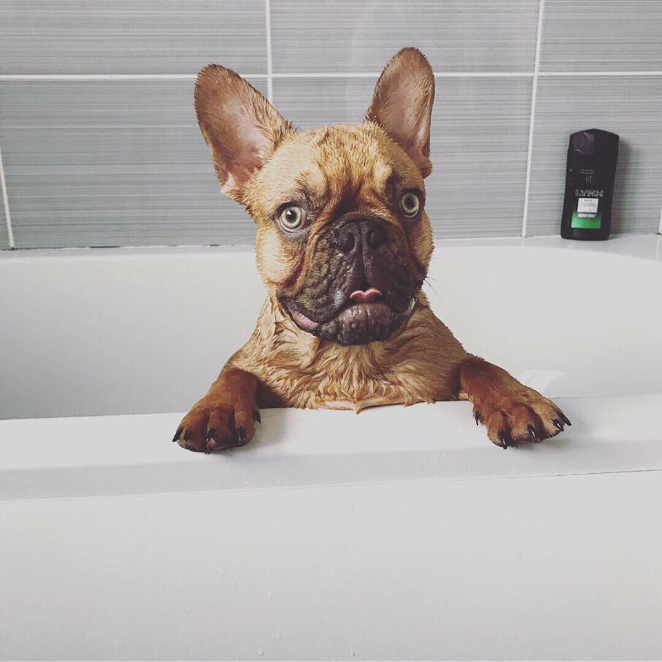 CrystalFez's tweet photo. Alfie enjoying his bathtime https://t.co/xiAcrlsLjJ
