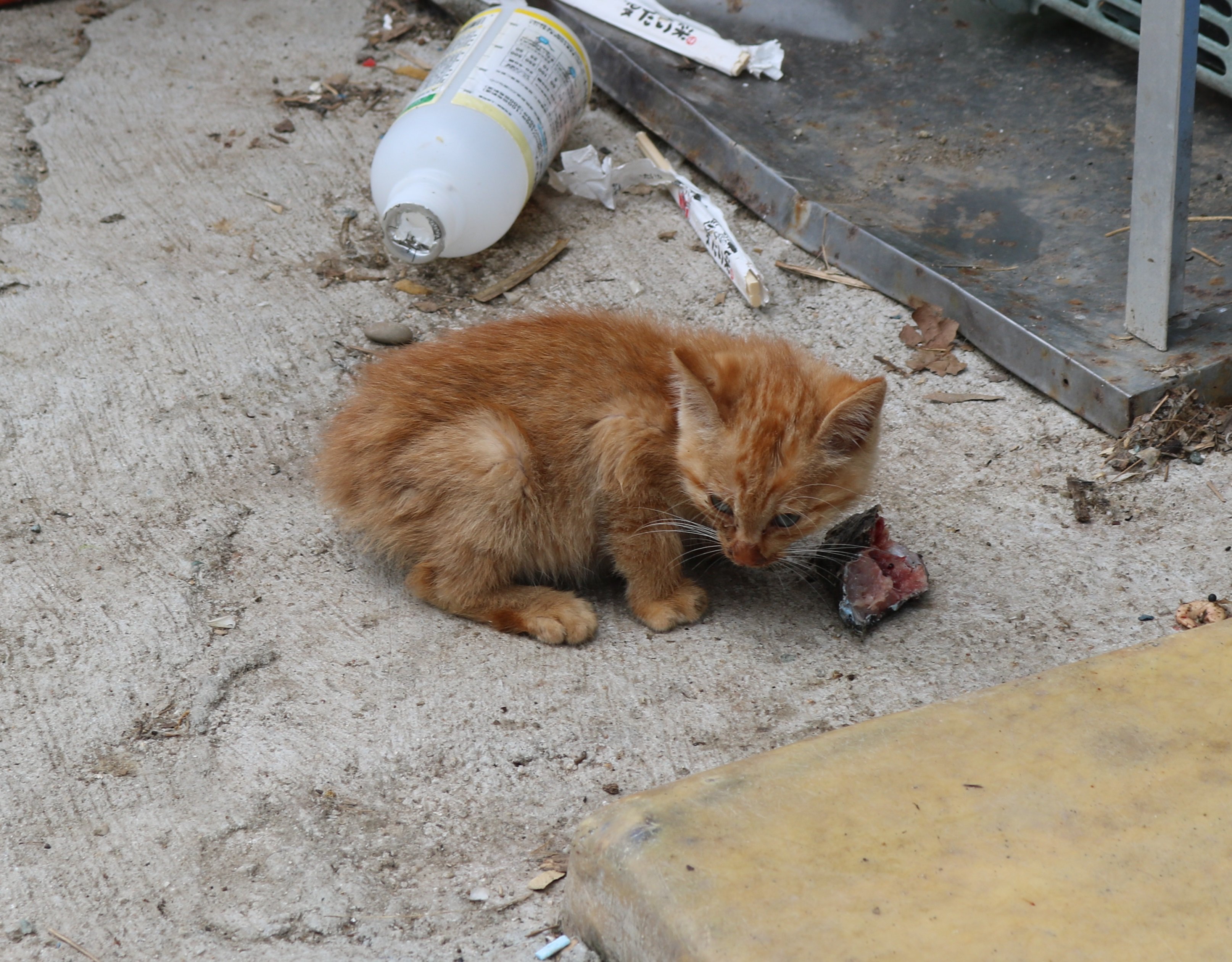 猫の島 青島 青島の子猫は 子猫の時から生魚を食べています カリカリ パウチ ちゅ るの時代になっても 島猫の子供は生魚を 食べる必要があります T Co Skxu50olaj Twitter
