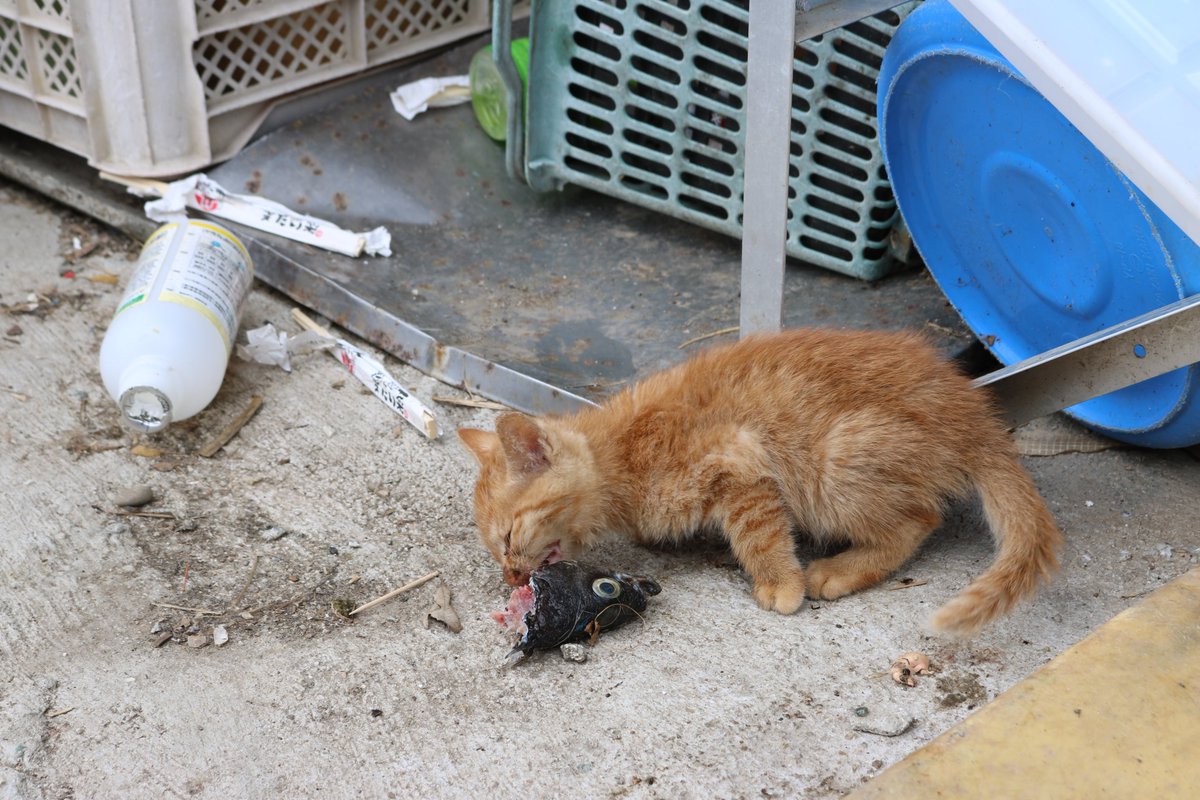 猫の島 青島 青島の子猫は 子猫の時から生魚を食べています カリカリ パウチ ちゅ るの時代になっても 島猫の子供は生魚を 食べる必要があります