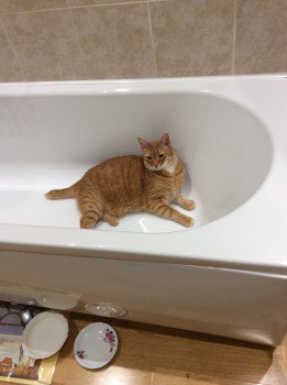MissingPetsGB's tweet photo. 🐱 KAFKA Still #LOST:
ELDERLY Ginger Cat #SM7
❗️Kafka is very timid. He would only ever go out for 30 minuteslat a time. He has never ventured further than next doors garden.❗️
Last seen 29 April
#Banstead #Surrey
https://t.co/WREWej8JD9
#LostCat https://t.co/mWZb8j80lD