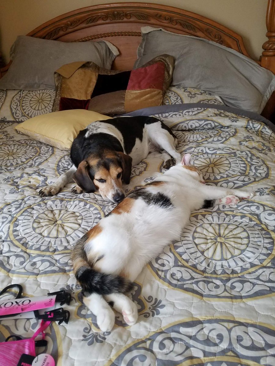 XxStormiiRainXx's tweet photo. My #Calico #Freedom  I raised from 7 days old is now 4 and her 8 year old brother #Chompers #Beagle and of course #Tigger is 3 and a Fat #Bengle https://t.co/8zsZqNqWhC