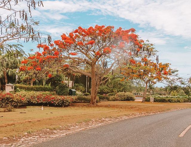 dm_atwood's tweet image. We need these in Texas🌺
•
•
•
#dominicanrepublic #travel #travelholic #travelphotography #traveller #traveller #wanderlust #explore #floral #tree #beautiful #escape #abmlifeiscolorful ift.tt/2txOqkC
