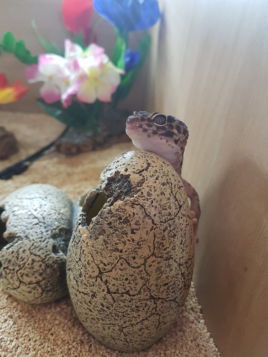 Peppy_wolf's tweet photo. Look at my baby! ♡ first day on her substrate and had her first morio worm too! She's growing to fast now :,) https://t.co/Vu0A8nVU6h