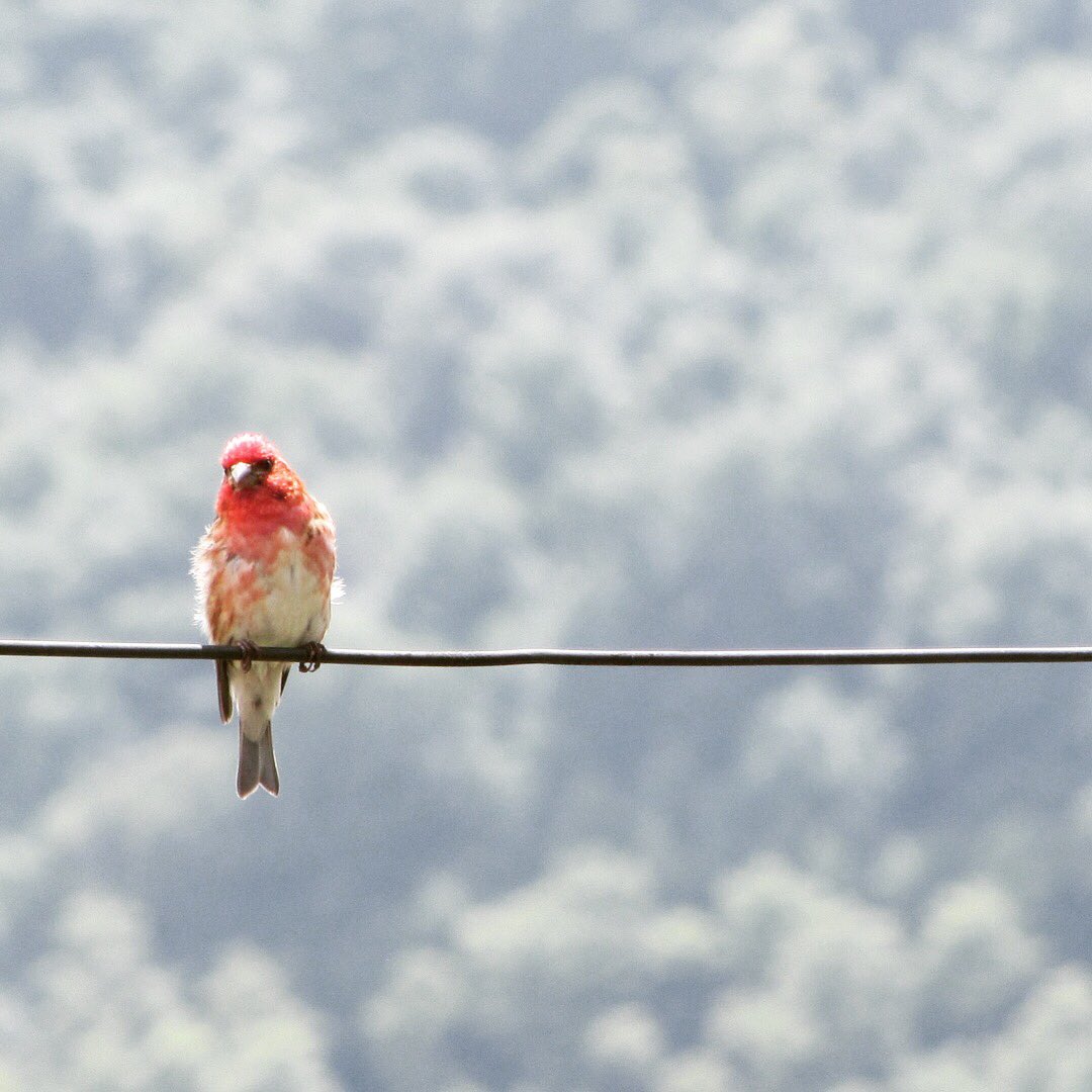 TaraMihalko's tweet photo. This juvenile purple finch was enjoying a few rays today. #birding #purplefinch #handsomeone https://t.co/x54m2boEAs