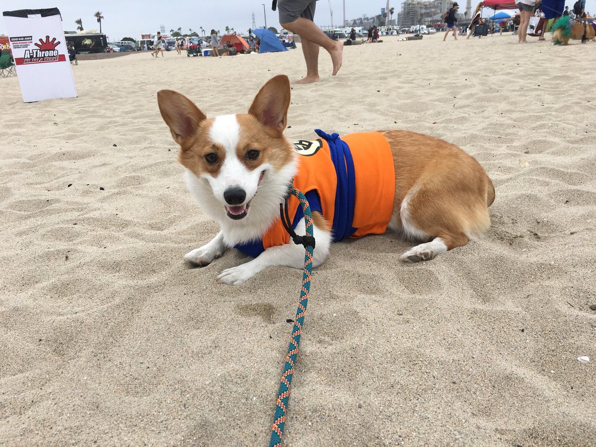 5irod's tweet image. Mabel was a little star at the #corgicon dress as goku