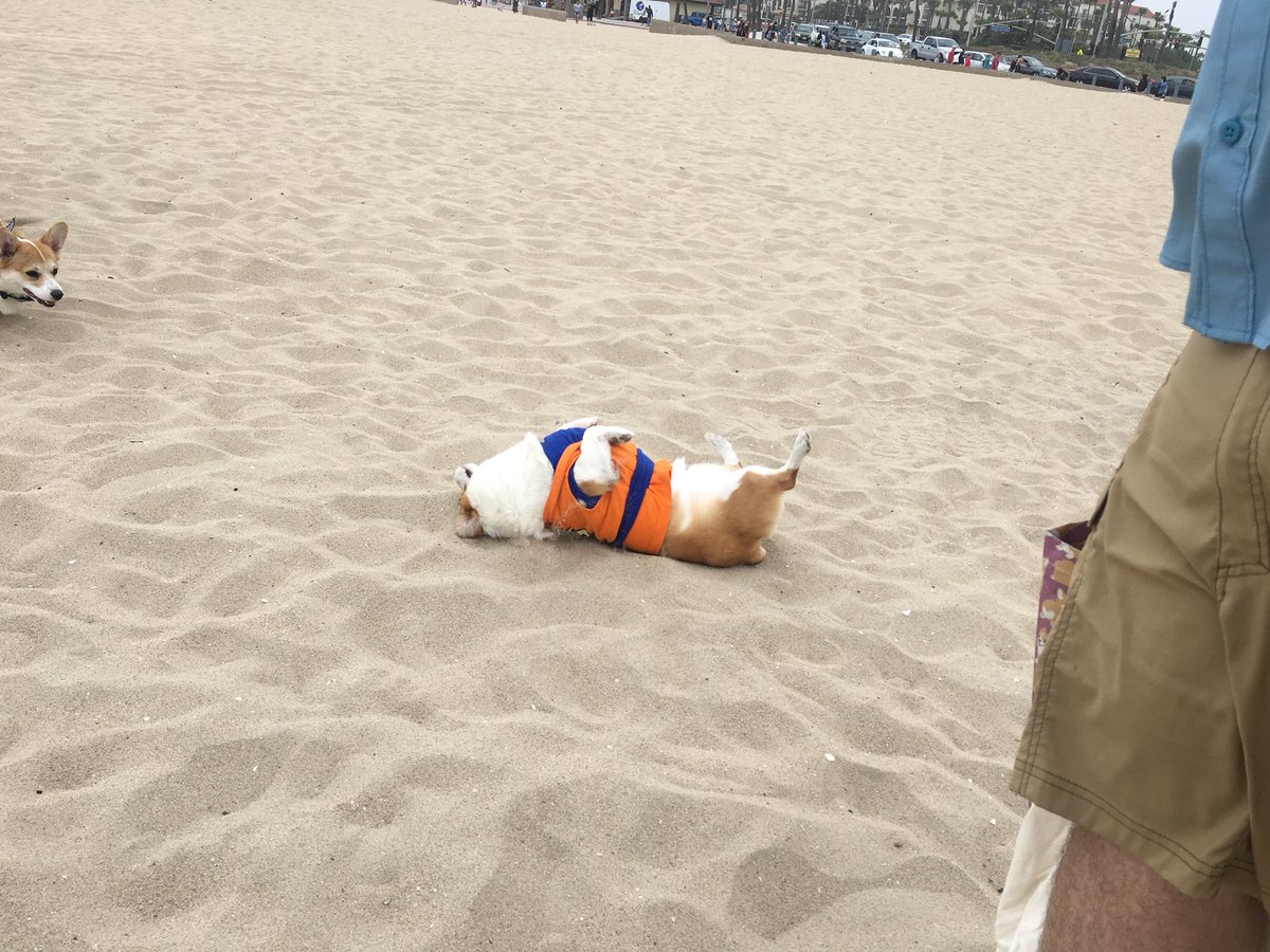 5irod's tweet image. Mabel was a little star at the #corgicon dress as goku