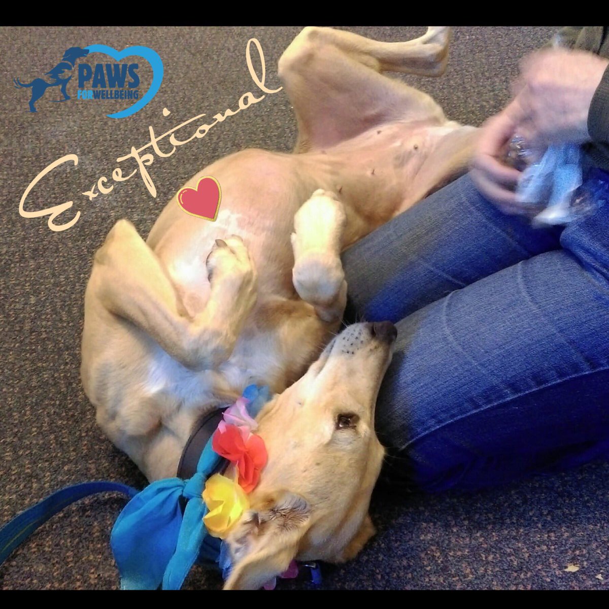 When Nell first met Mr W he didn’t say much, and mostly felt her head &amp;neck.
On subsequent visits he told her she was a good girl. Today Nell gently licked his face and he thanked her for the kiss and said she’s a good girl, then paused and said, “She’s exceptional!” ❤️