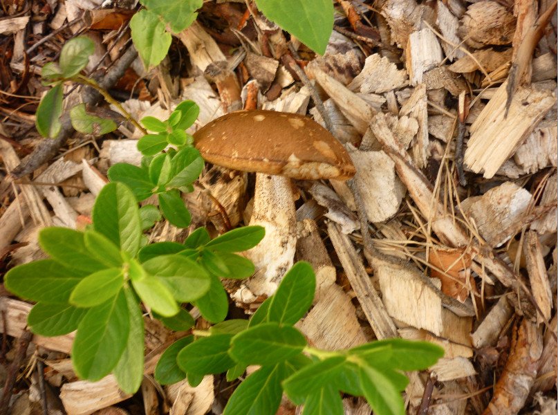Cat_illustrator's tweet photo. Last weekend I found a brown cap boletus. We call it a podberezovik, that is, it grows "pod berozoy" - "under a birch" 😄 https://t.co/mxZj84vQ6v