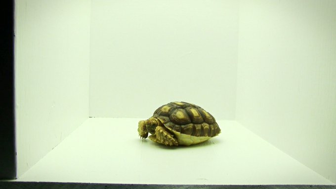 Turtle photo shoot 🐢 #sulcata #camgirllife #turtles https://t.co/WEgUsblSjH<a href="/tag/sulcata"class="tags">#sulcata</a><a href="/tag/camgirllife"class="tags">#camgirllife</a><a href="/tag/turtles"class="tags">#turtles</a>