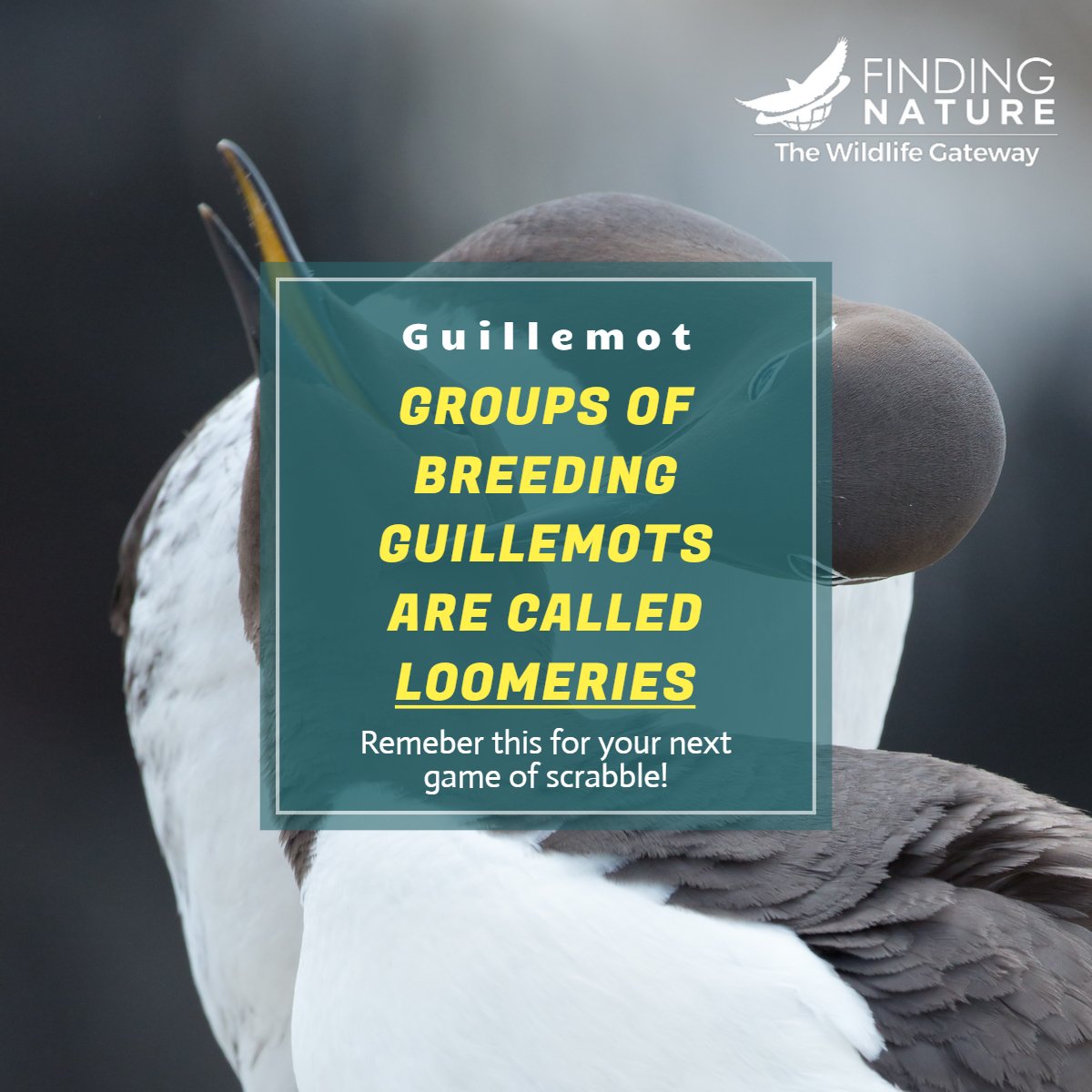 🦅Finding Nature tweet media