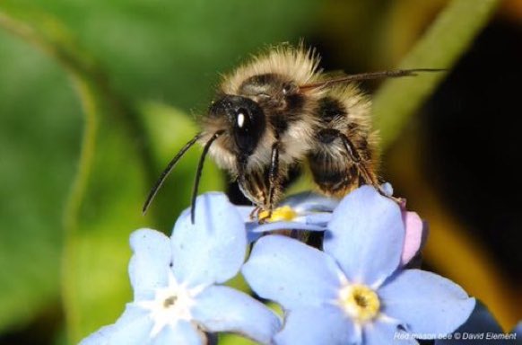 LGSpace's tweet photo. Solitary bees are brilliant pollinators! Here are some easy things you can do in your garden, allotment or community to help them survive and thrive: https://t.co/UMwlsKNx2Q 🐝 Pic courtesy @davidelement1
#SaveTheBees #MakeADifference https://t.co/eg5ADzGYB8