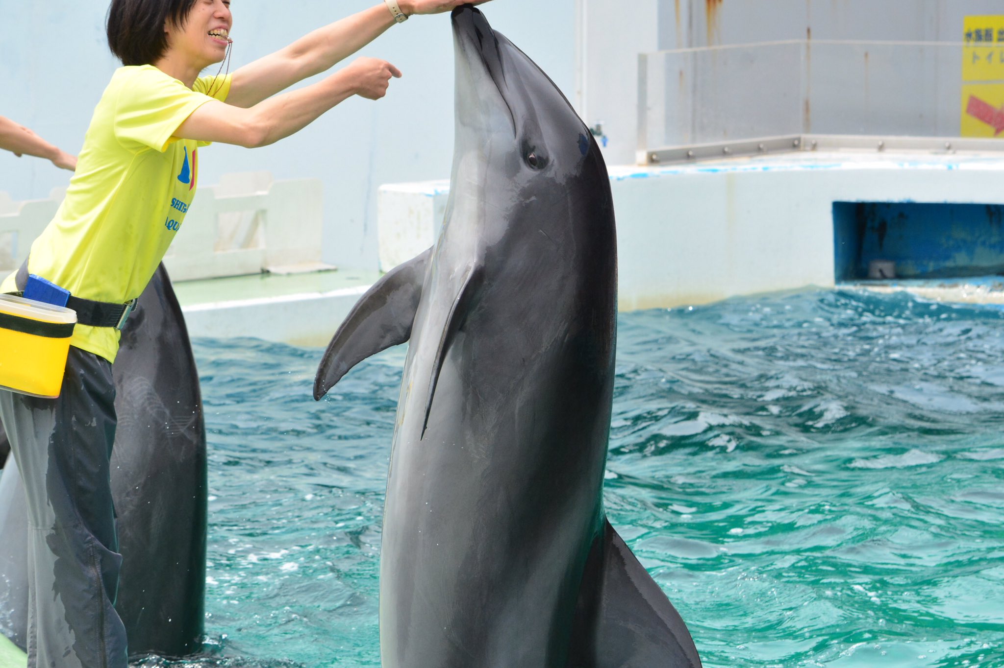やわらかオルカ🌈🐬💐 on X: 