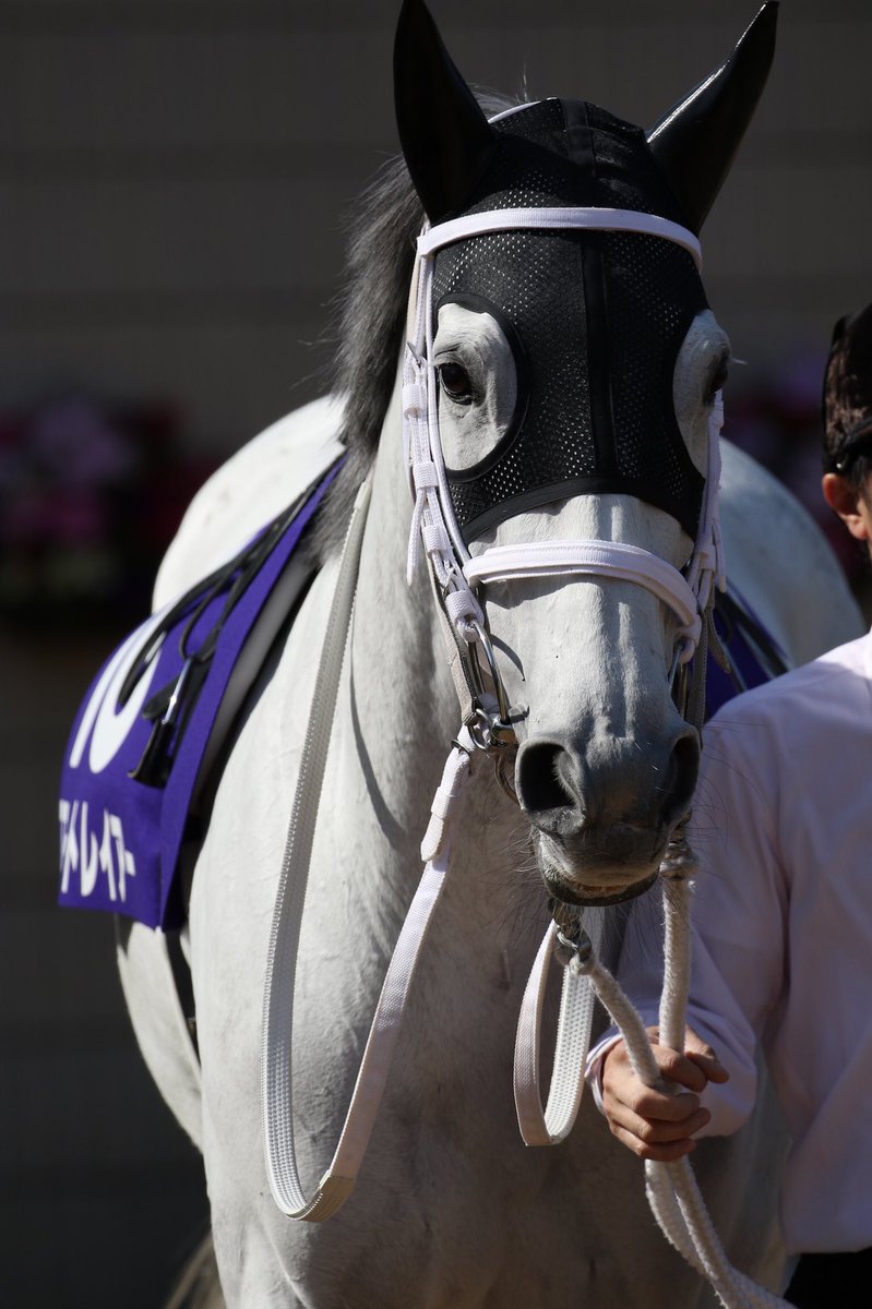 ゆーすけ Na Twitteru エイターの皆様にオススメの馬 パフォーマプロミス この子はステイゴールドの子供で宝塚記念に強い血統です サトノダイヤモンド 額にあるダイヤみたいな流星から名前が付けられました スマートレイアー 8歳の女の子です 可愛い顔でファンが