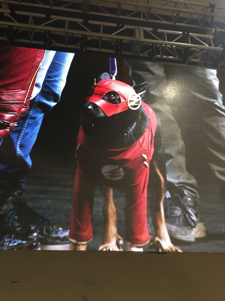 CherylGustafson's tweet photo. The obvious choice for best Flash cosplay is this guy, Barky Allen. #ACEComicCon #DYECB #ComiCoven https://t.co/PqzG7LthCG
