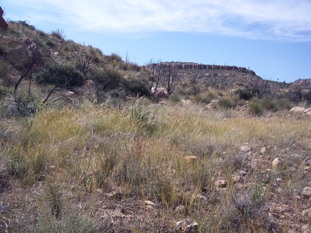 SmidaSamali's tweet image. أهلا بكم من جديد نواصل معكم نشر ,صور من طبيعة ألقصرين تونس.